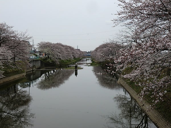 百十郎桜です。